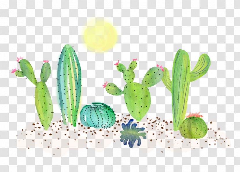 Vegetable Illustration - Caryophyllales - Cactus Cute Transparent PNG