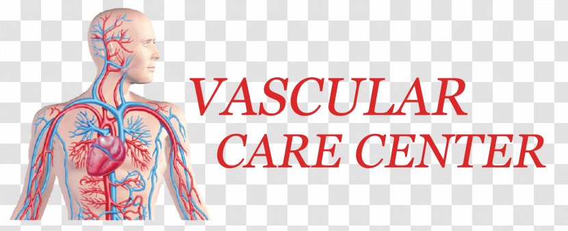 Endovascular Surgery Medicine Varicose Veins - Watercolor - Vascular Transparent PNG