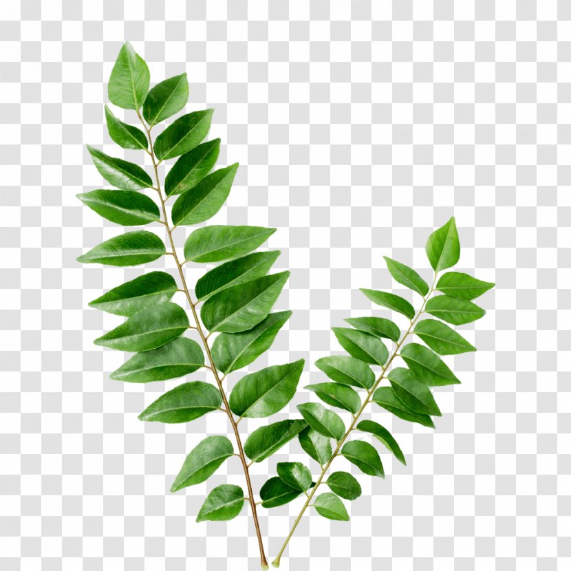 Indian Cuisine Curry Tree Flavor Leaf Vegetable Food - Branch Transparent PNG