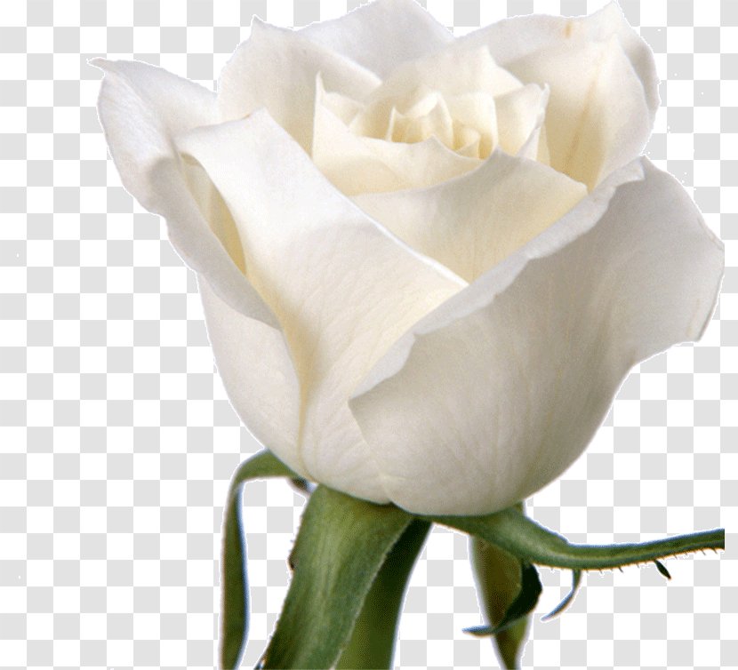 Rose Flower White Wallpaper - Cut Flowers - Roses Transparent PNG