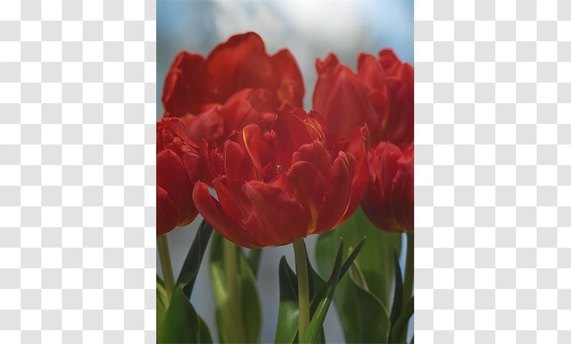 Tulip Plant Stem Bulb Petal Double Early - Flowering Transparent PNG