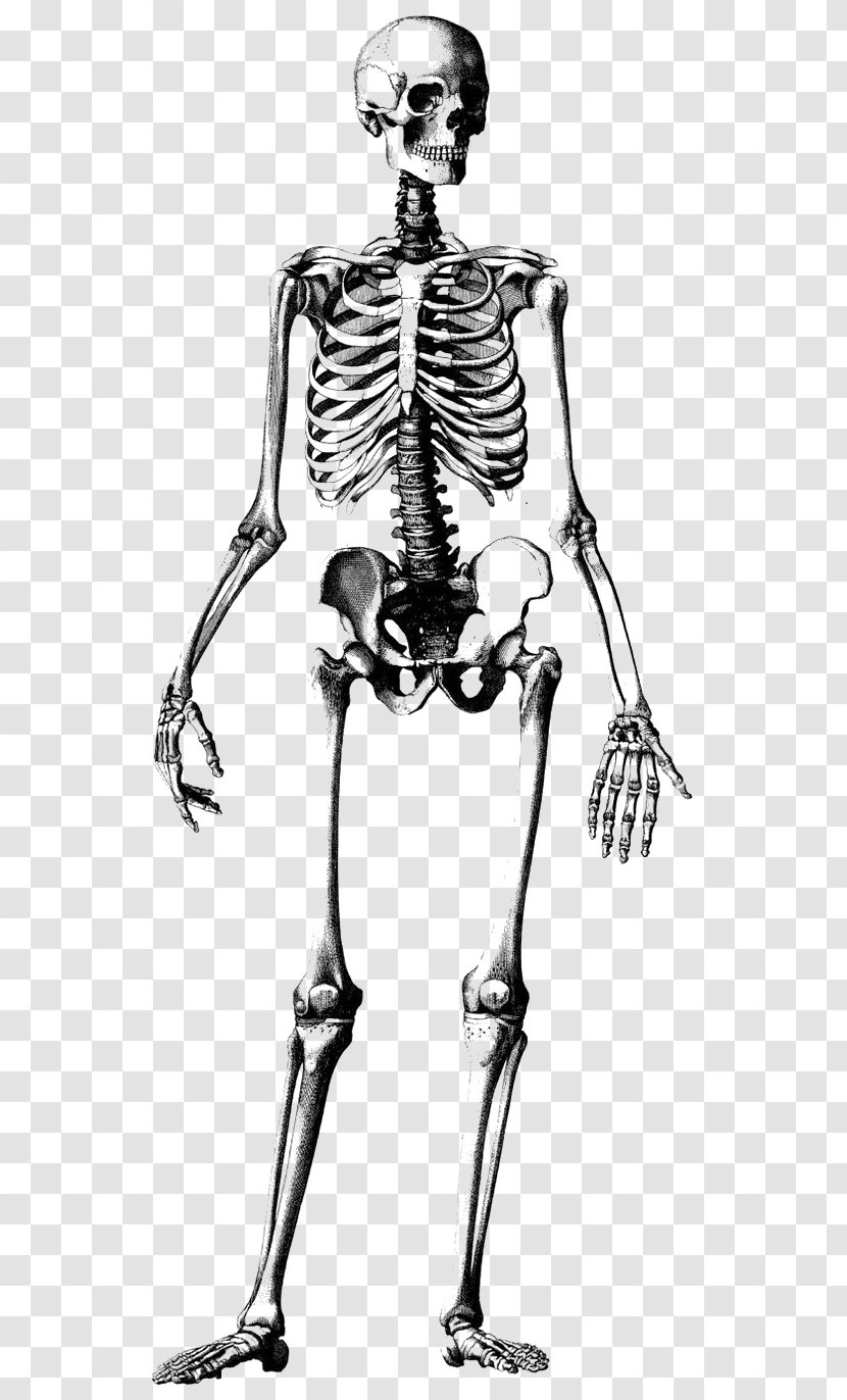 Human Skeleton Skull Drawing Anatomy Illustration - Frame Transparent PNG