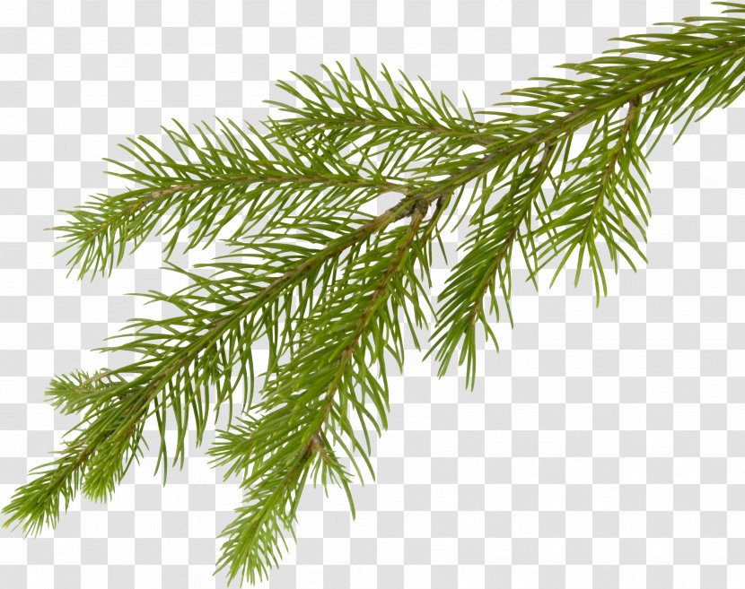Fir Pine Spruce Larch Tree - Christmas - Fir-tree Image Transparent PNG