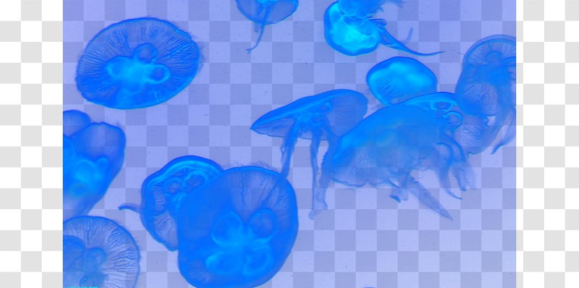 Jellyfish Turquoise Marine Biology Circle Wallpaper - Azure - Dream Transparent PNG