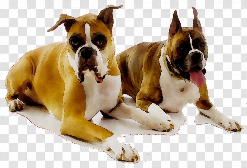 Dog Breed Boxer Companion Snout - Puppy Love Transparent PNG