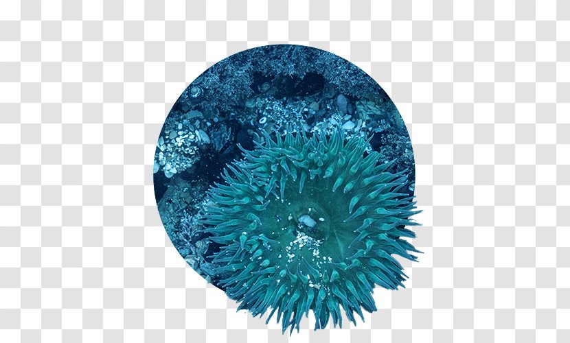 Coral Reef Great Barrier Organism - Blue Transparent PNG