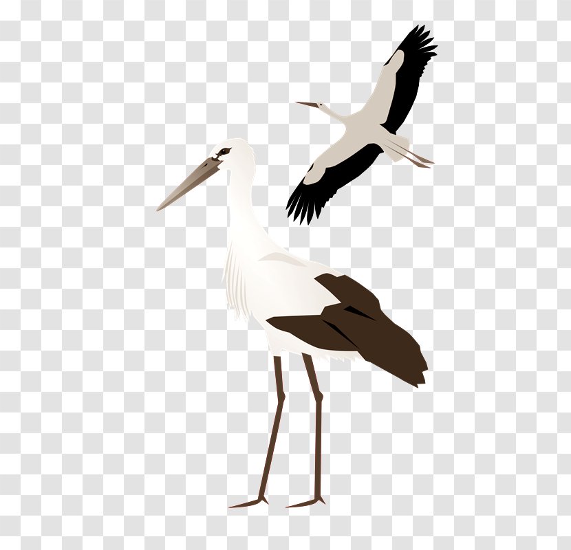 White Stork Crane Clip Art - Ciconiiformes - CIG Transparent PNG