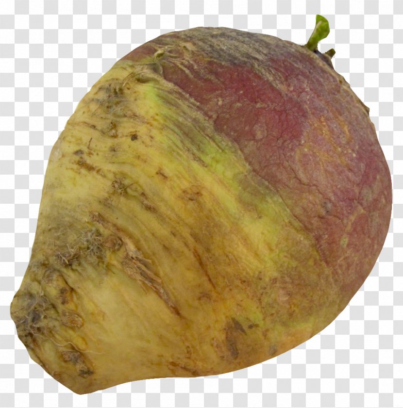 Root Vegetables Rutabaga Radish Turnip - Vegetable - Parsnip Transparent PNG
