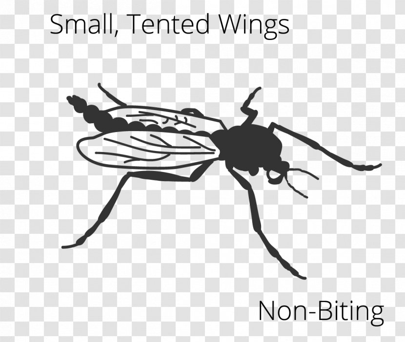Mosquito Insect Wing Fly Clip Art - Membrane Winged Transparent PNG