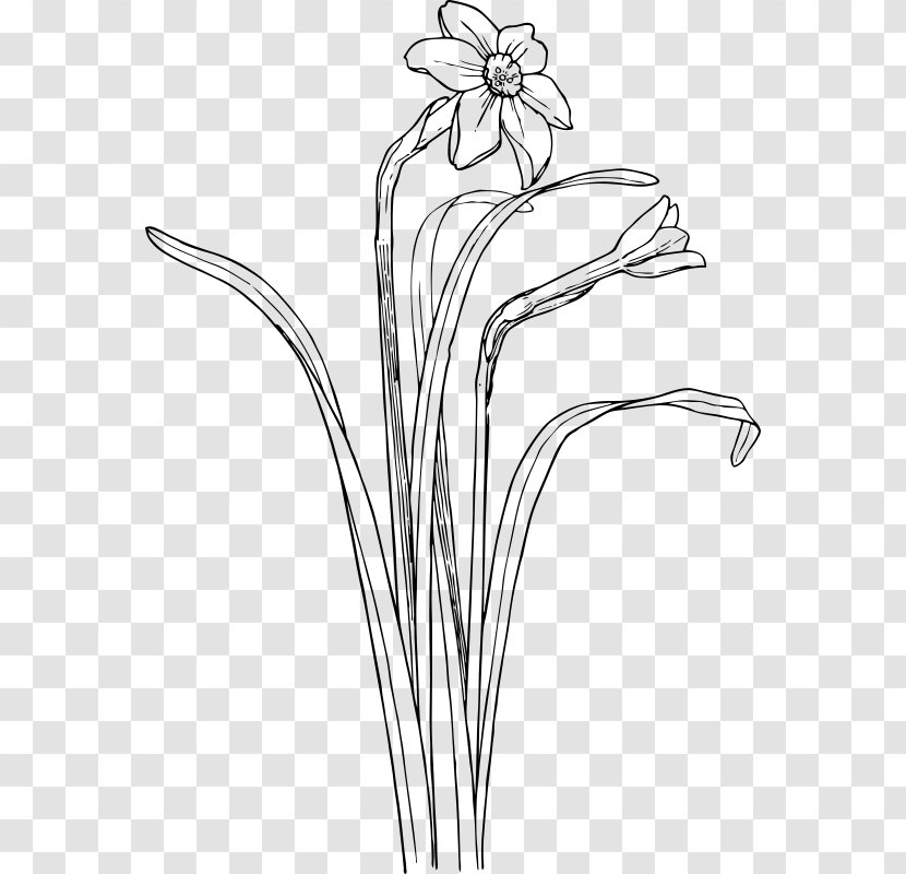 Narcissus Black And White Drawing Clip Art - Artwork - Daffodil Transparent PNG