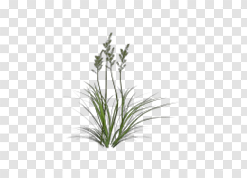 Strong Grass - Tree - Herb Transparent PNG