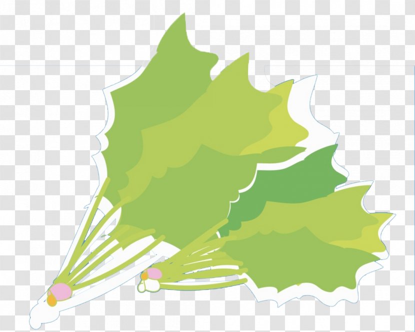 Green Vegetable Illustration - Plant - Vegetables Transparent PNG