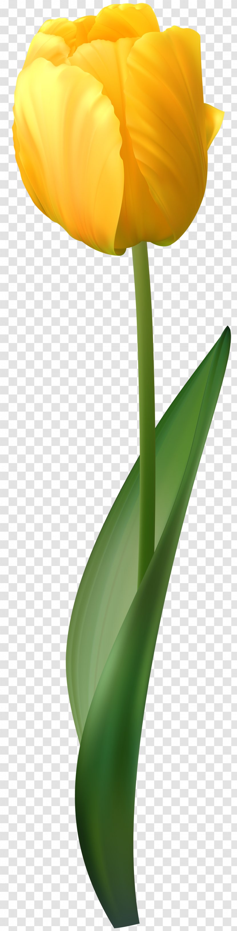 Flower Tulip Yellow Clip Art - Bouquet Transparent PNG