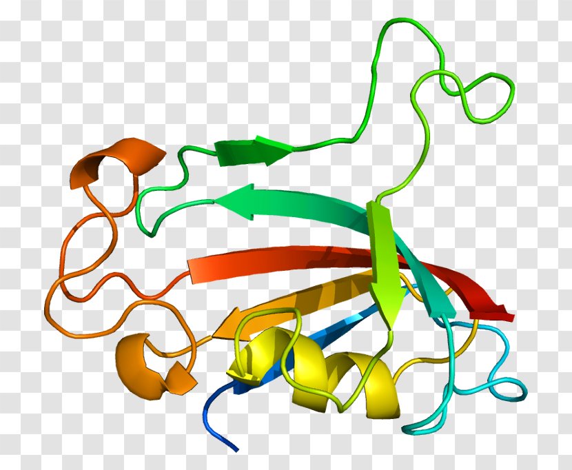Prolyl Isomerase FKBP Immunophilins Protein - Enzyme - Artwork Transparent PNG