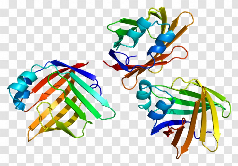 PMP2 Myelin Basic Protein Gene - Heart - Watercolor Transparent PNG