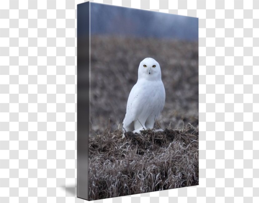 Owl Fauna Beak - Snowy Transparent PNG