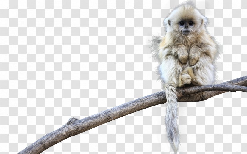 Monkey Download - Primate - Small Golden Transparent PNG