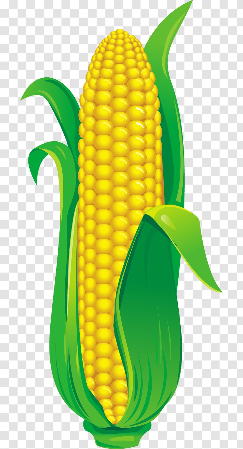 Corn On The Cob Vector Graphics Illustration - Sweet - Grado Transparent PNG