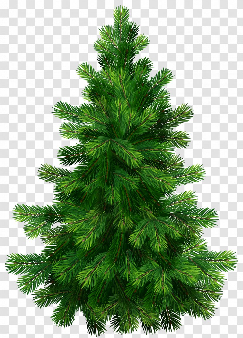 Pine Tree Clip Art - Christmas Decoration - Transparent Clipart Picture Transparent PNG