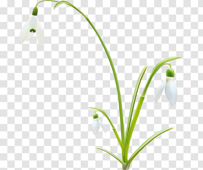 Flower Plant Snowdrop Summer Snowflake Lily Of The Valley Transparent PNG