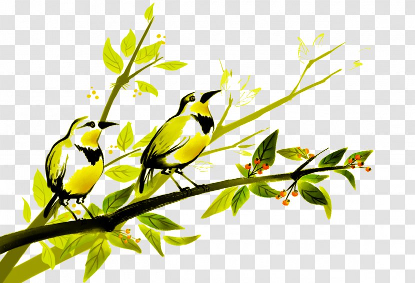 Bird Painting Parrot Photography Illustration - Birds,birds Transparent PNG