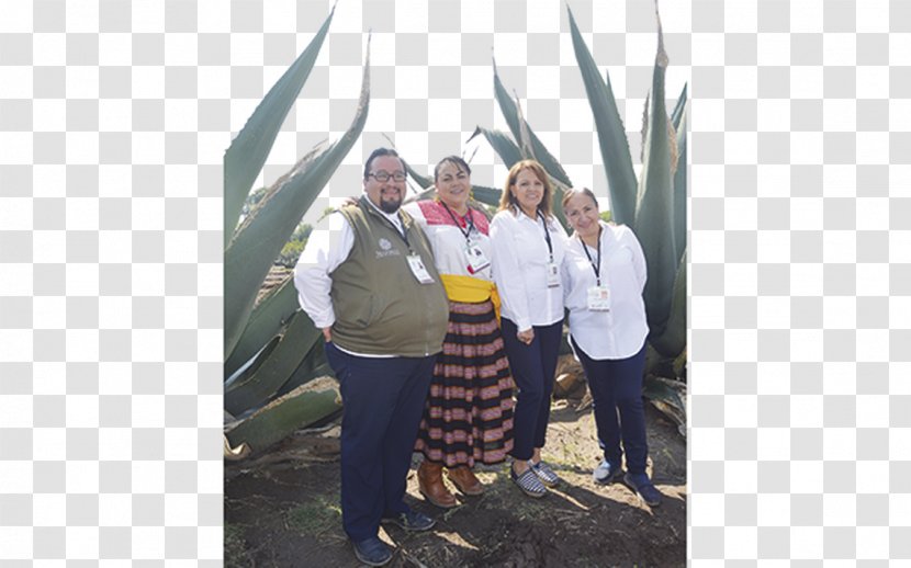 Culinary Tourism Tlaxcaltec El Sol De Tlaxcala Agave - Voluntary Association - Maguey Transparent PNG