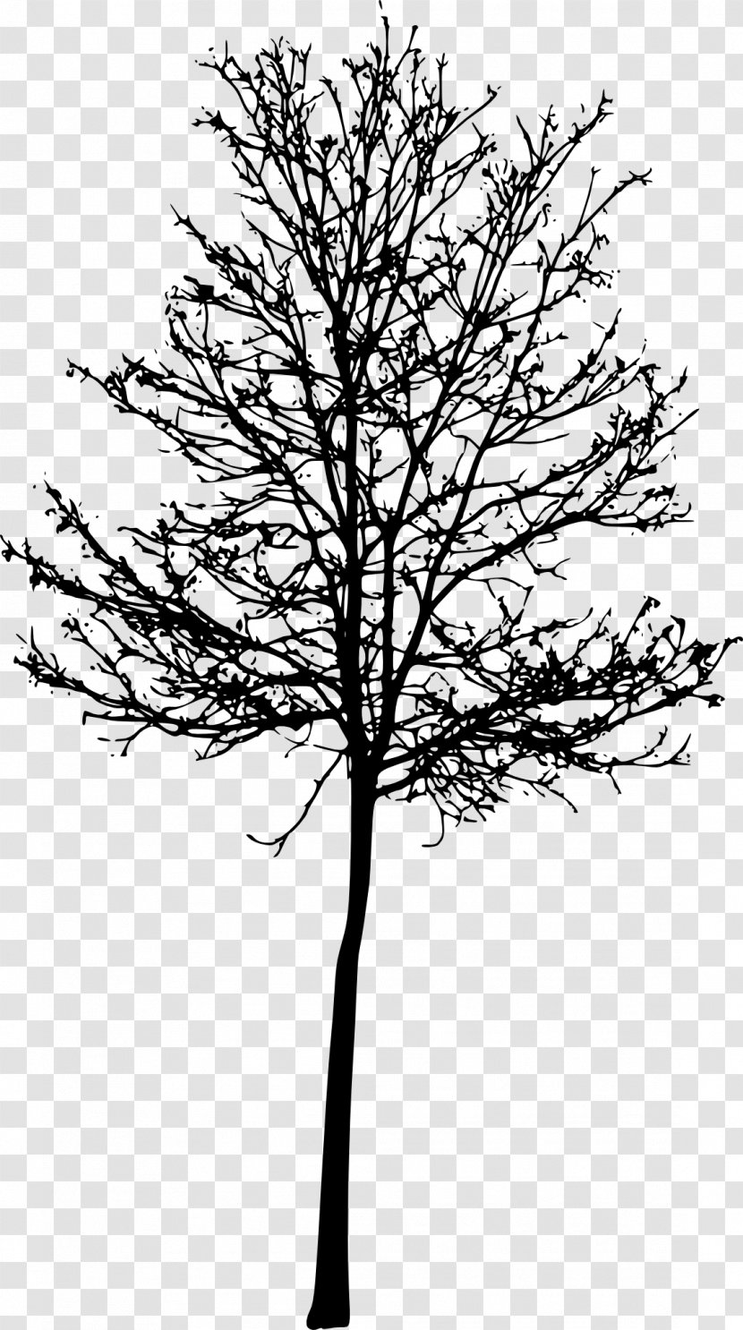 Wichita Twig Tree Mental Health Counselor - Plant Stem - Silouhette Transparent PNG