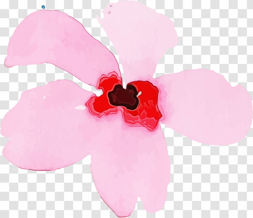 Cut Flowers Petal Herbaceous Plant Flower Pink M Transparent PNG