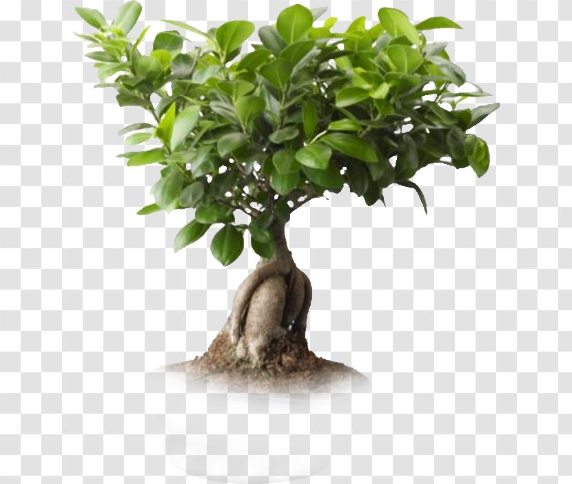 Saint Petersburg Ficus Microcarpa Retusa Weeping Fig Bonsai - Ginseng - One Plant Transparent PNG