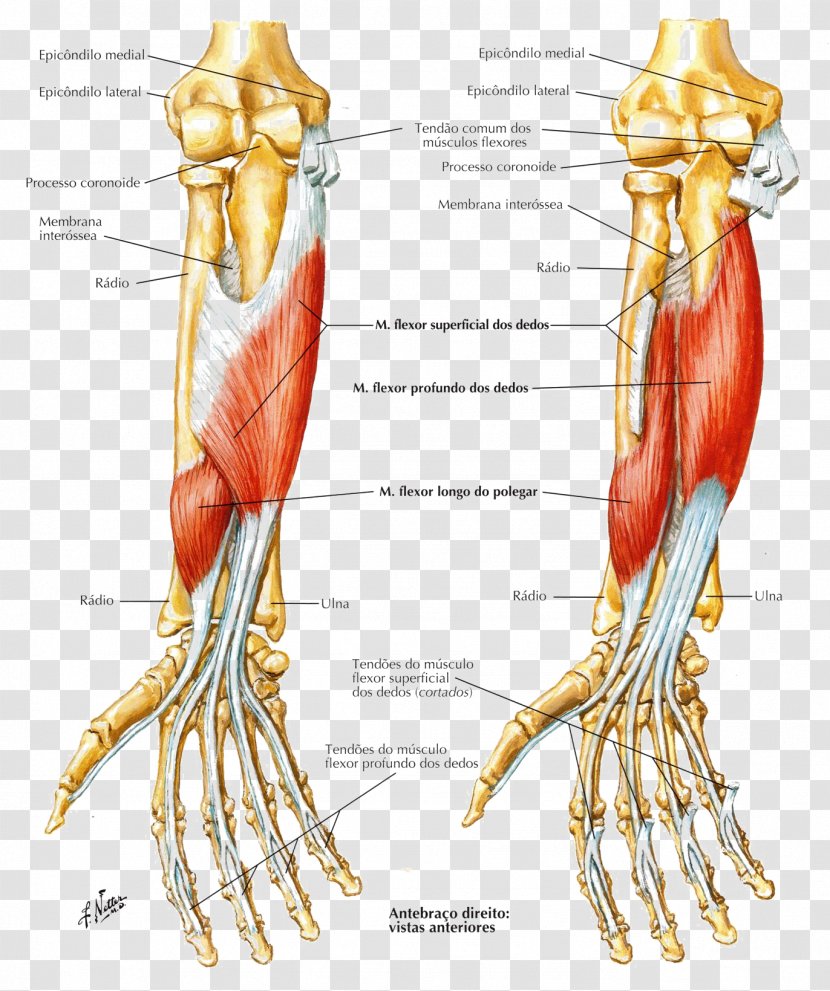 Finger Flexor Digitorum Profundus Muscle Forearm Carpi Radialis - Watercolor - The Pleasing Muscles Of Water Transparent PNG
