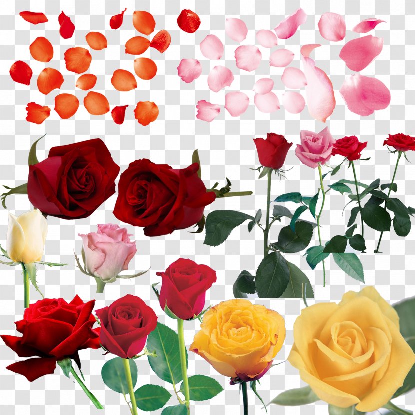 Beach Rose Petal Computer File - Family - Pink Roses Transparent PNG