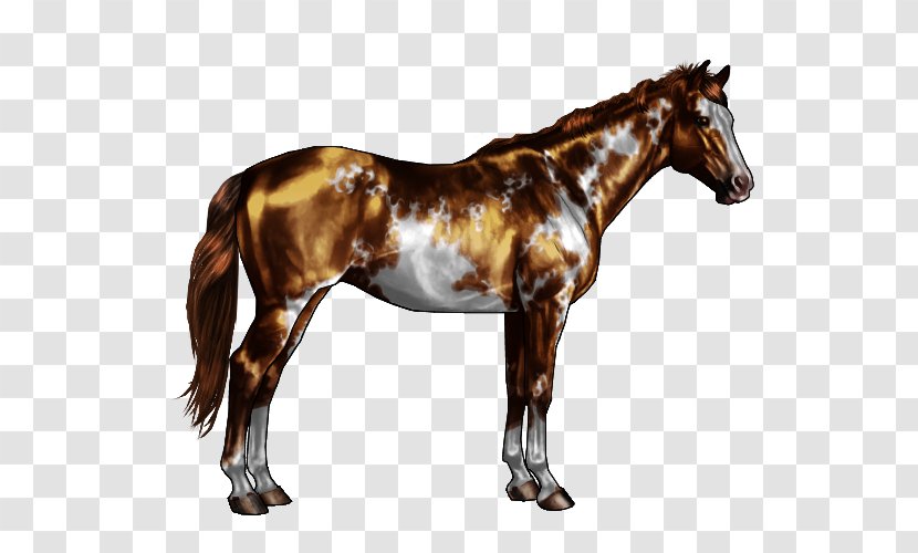 Appaloosa American Paint Horse Chestnut Bay Gray - Markings - Horsemen Pattern Transparent PNG