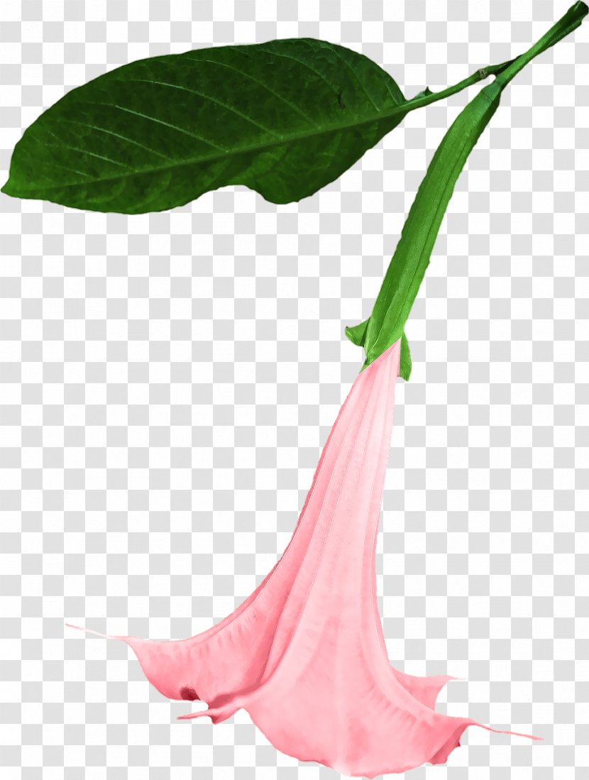 Angel's Trumpet Sacred Datura Portable Network Graphics Clip Art Image - Flowering Plant - Flower Transparent PNG