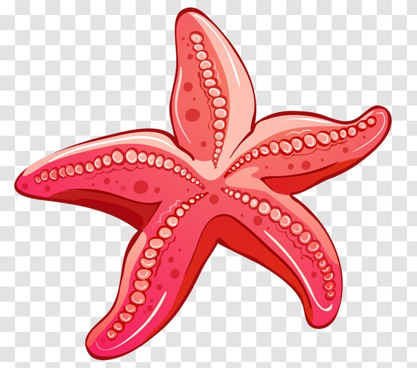 Red - Invertebrate - Starfish Transparent PNG