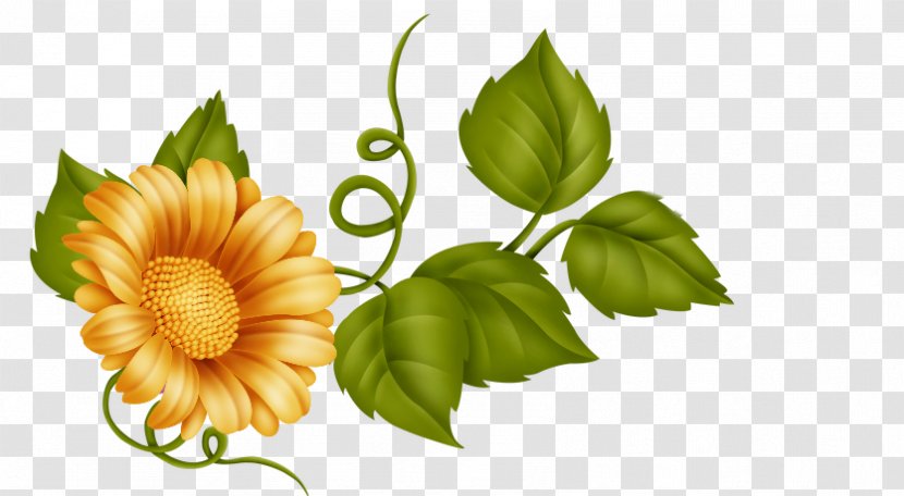 Cut Flowers Floral Design Clip Art - Chrysanthemum - Flower Transparent PNG