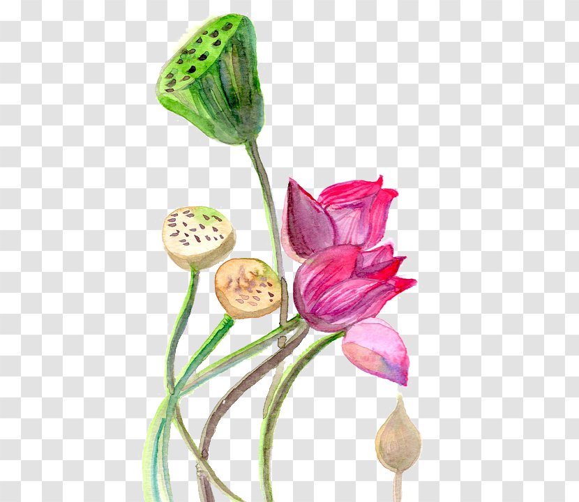 Watercolor Painting YogaSole Watercolor: Flowers - Plant - Lotus Transparent PNG