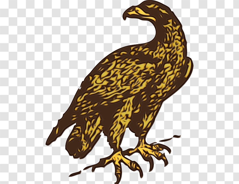 Watercolor Background - Golden Eagle - Falcon Falconiformes Transparent PNG