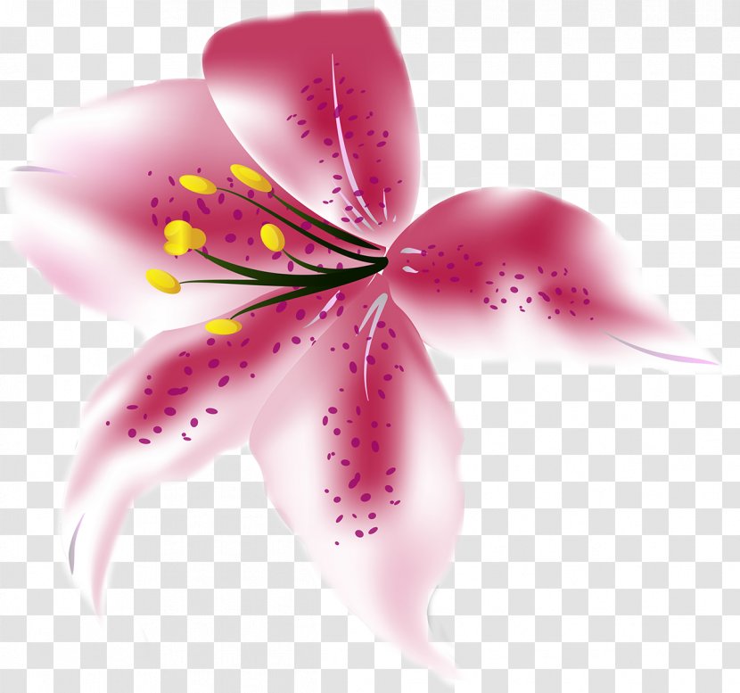 Lilium Flower - Lily Transparent PNG