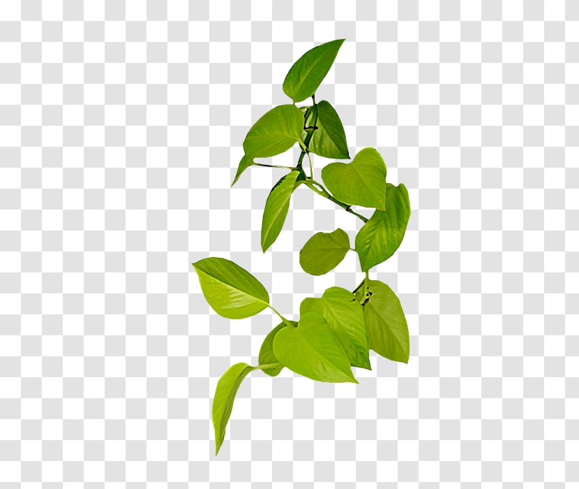 Vine Leaf Clip Art - Tree - 植物 Transparent PNG