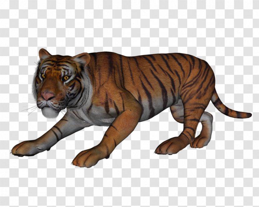 Tiger Lion Fauna Wildlife Terrestrial Animal - Organism Transparent PNG