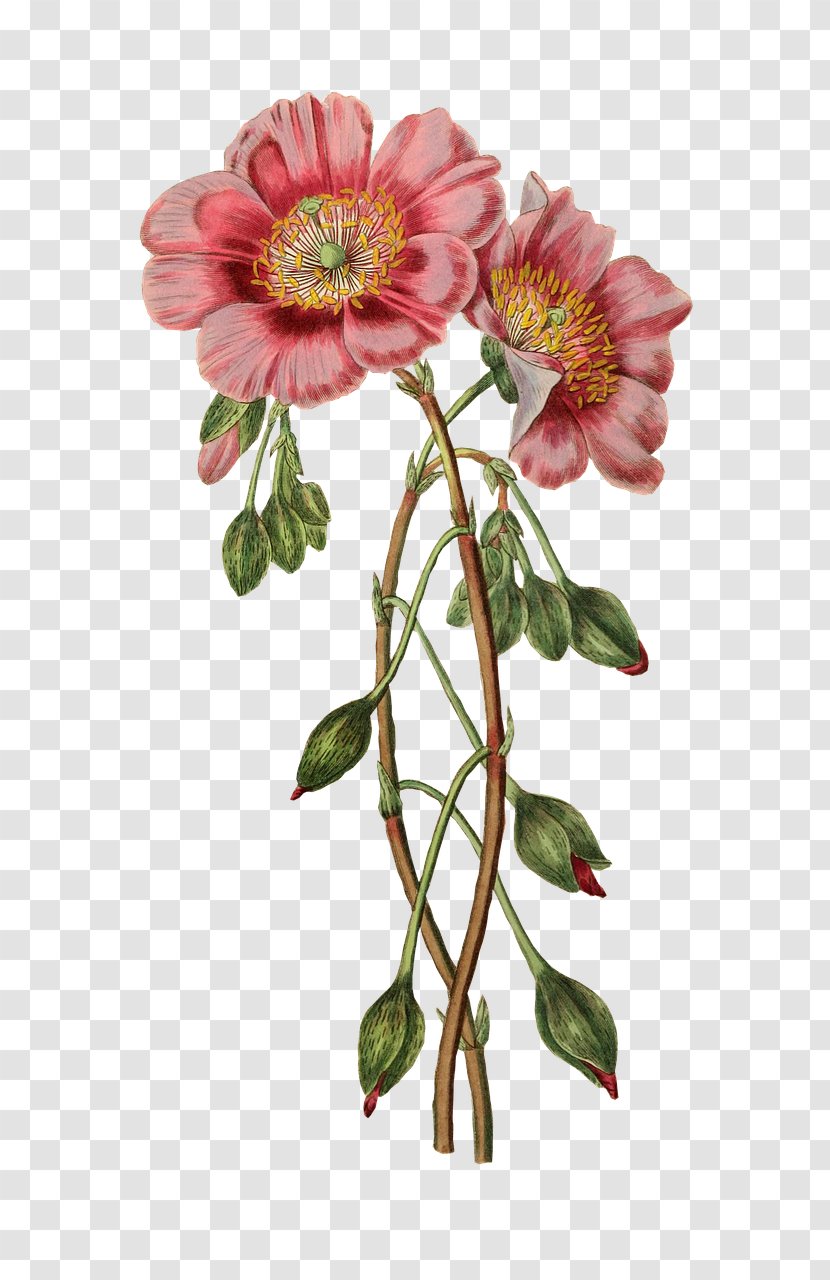 Botanical Illustration Flower Craft Clip Art - Chrysanths Transparent PNG