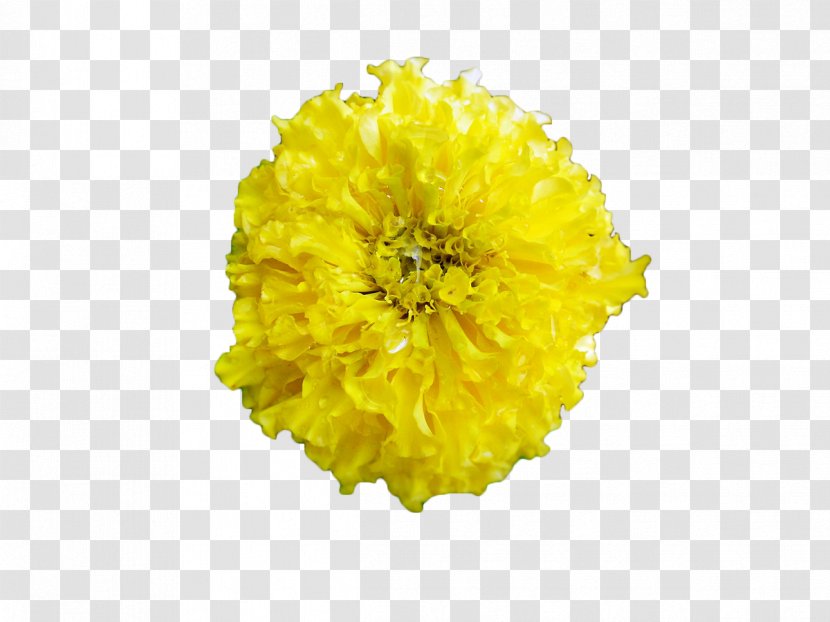 Mexican Marigold Tagetes Lucida Chrysanthemum - Sunflower - Yellow Transparent PNG