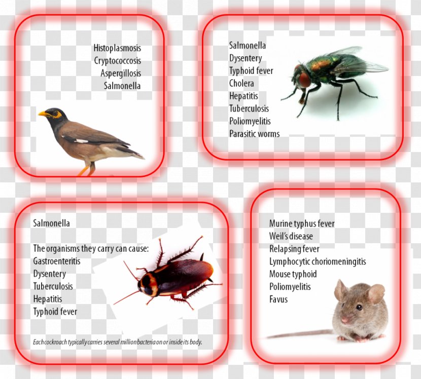 Pest Control Insect Cockroach Brown Rat - Housefly - Pathogens Transparent PNG