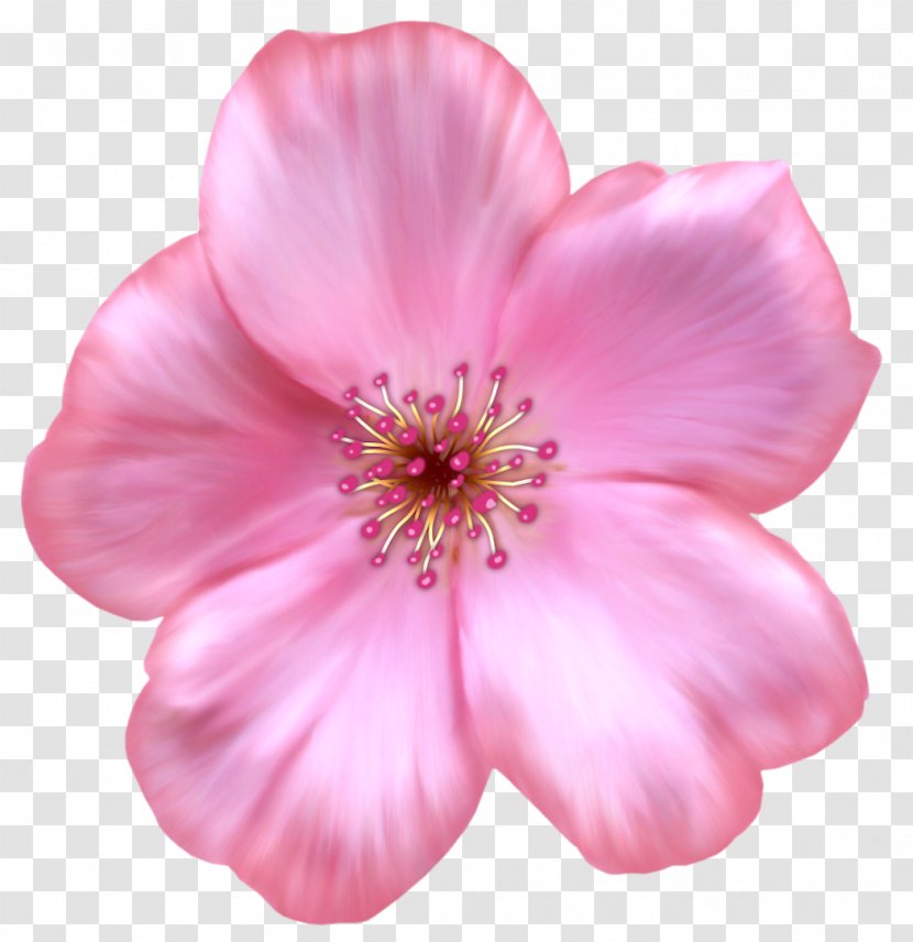Flower Petal Scrapbooking Clip Art - Cherry Blossom - Raspberry Transparent PNG