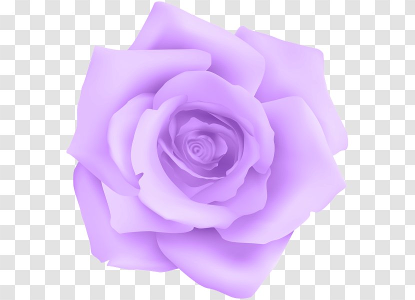 Purple Garden Roses Violet - Flower - Rose Transparent PNG