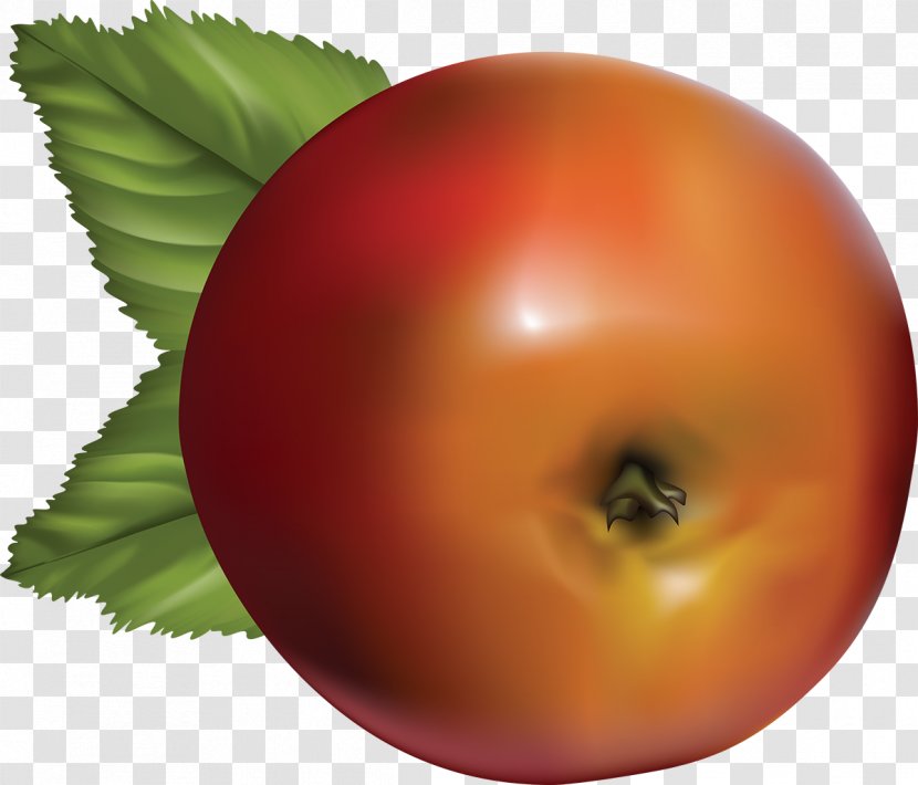 Tomato Apple Fruit Food Vector Graphics - Peach Transparent PNG