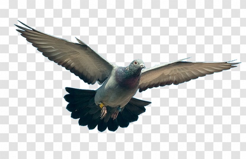 Homing Pigeon Columbidae Troyes Ring-necked Dove - Fauna Transparent PNG