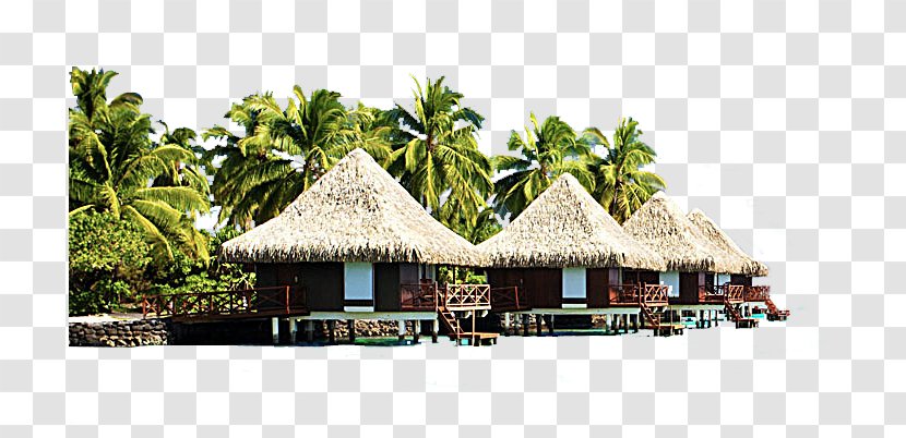 Bali Punta Cana Hotel Sofitel Bora Marara Beach Resort Bungalow - Coconut Tree Transparent PNG