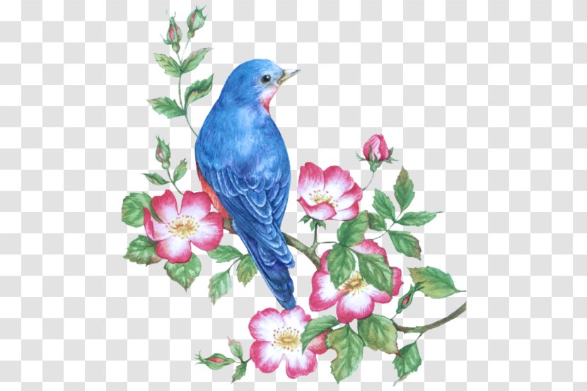 Bird Watercolor Painting Drawing - Bluebird Transparent PNG