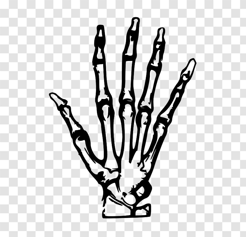 Human Skeleton Hand Bone Clip Art - Simple Hand-painted Transparent PNG